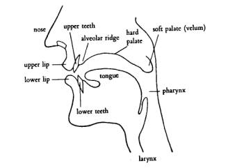 Initial Sounds